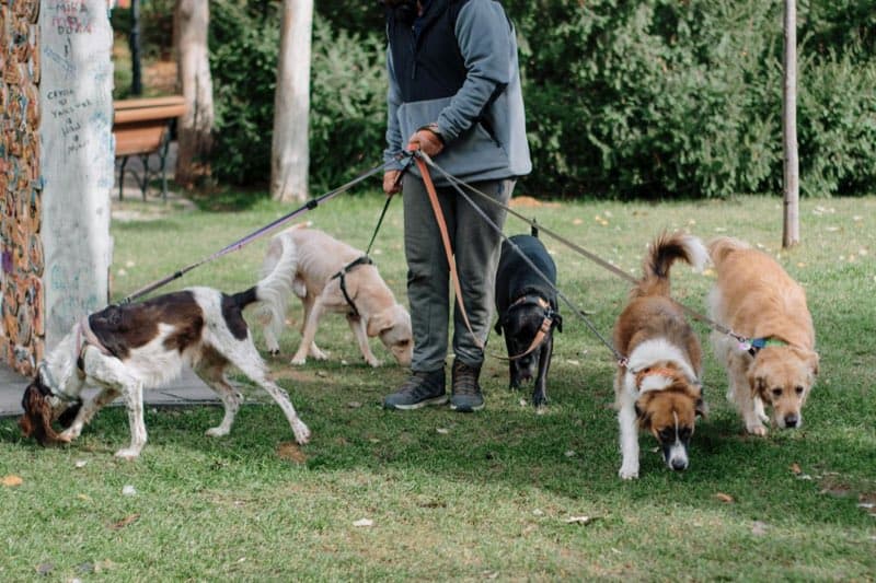 Dog walker holding five dogs on leads in a park