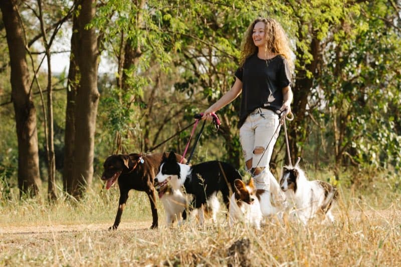 Dog walker leading a pack of dogs on leads along a sunny park path