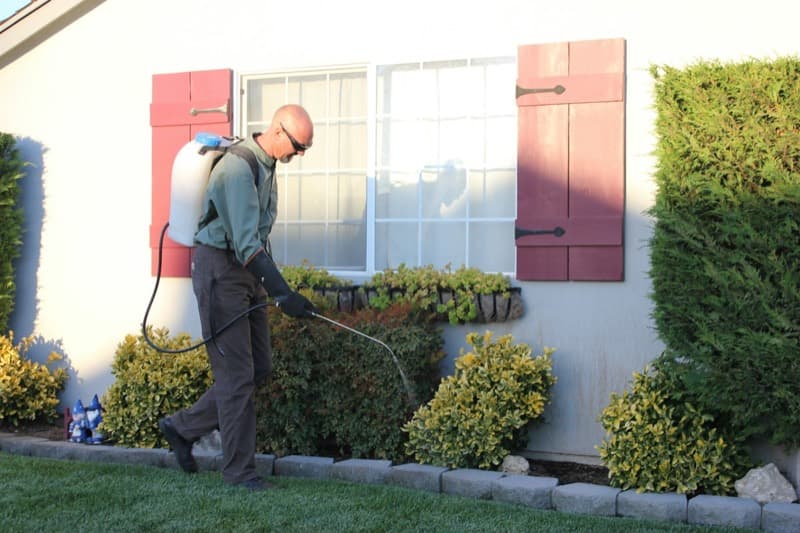 Pest controller with a backpack sprayer treating the flower beds outside a house